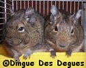l'entente parfaite de mes deux octodons soeurs